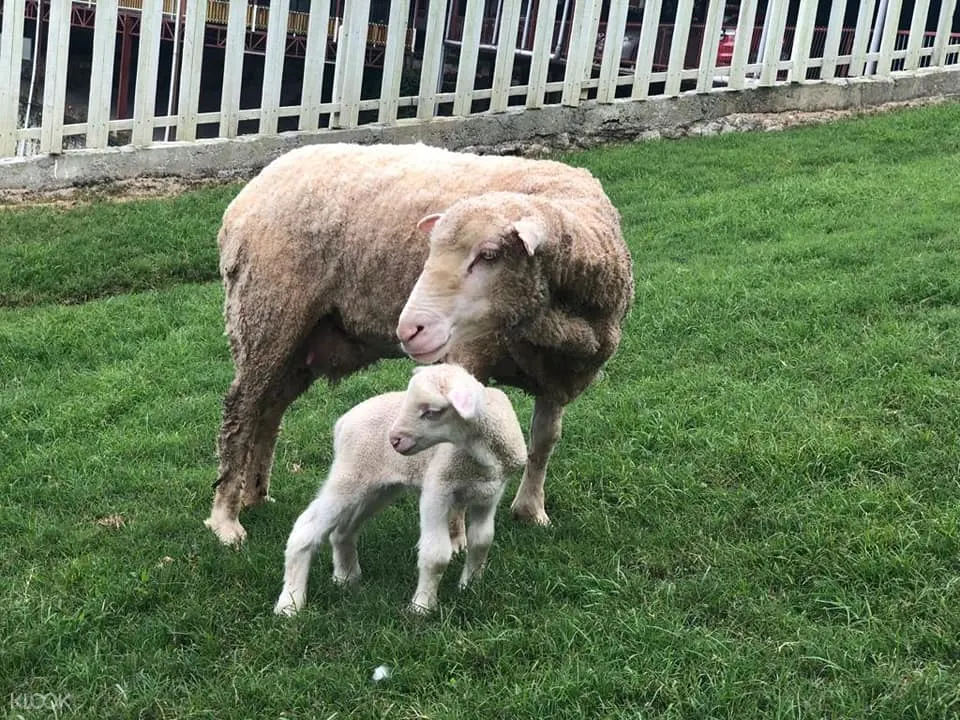 Klook Exclusive The Sheep Sanctuary Admission Ticket At Cameron Highland Klook Malaysia
